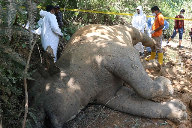 graphic content indonesian police and rangers conduct an investigation on a dead female elephant at the banda alam plantations in east aceh aceh province on july 13 2018 photo afp