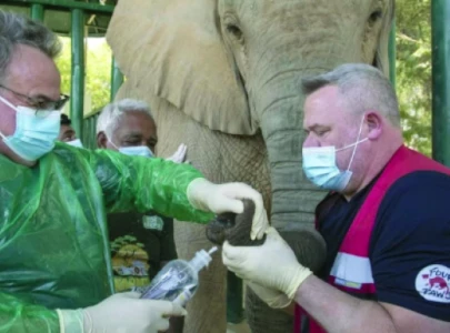 hope on the horizon as tb treatment begins for elephants hope on the horizon as tb treatment begins for elephants