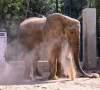 madhubala the elephant using her trunk to scoop up loose dry soil for dust bathing at karachi s safari park photo express
