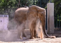 madhubala the elephant using her trunk to scoop up loose dry soil for dust bathing at karachi s safari park photo express