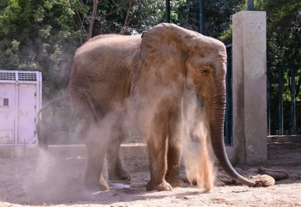 madhubala the elephant using her trunk to scoop up loose dry soil for dust bathing at karachi zoo photo express madhubala the elephant using her trunk to scoop up loose dry soil for dust bathing at karachi zoo photo express