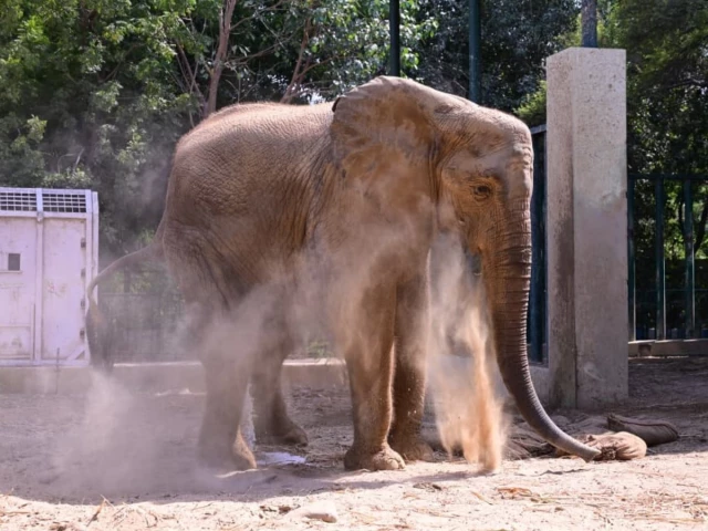 madhubala the elephant using her trunk to scoop up loose dry soil for dust bathing at karachi s safari park photo express madhubala the elephant using her trunk to scoop up loose dry soil for dust bathing at karachi s safari park photo express
