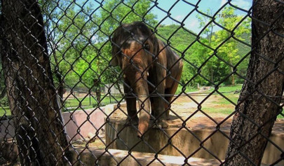 shc seeks report on plight of elephants in zoo safari park shc seeks report on plight of elephants in zoo safari park