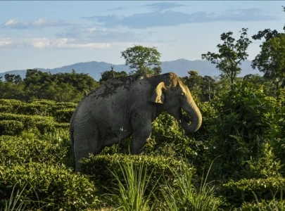 temple in indian state of kerala replaces elephant with robot for worship