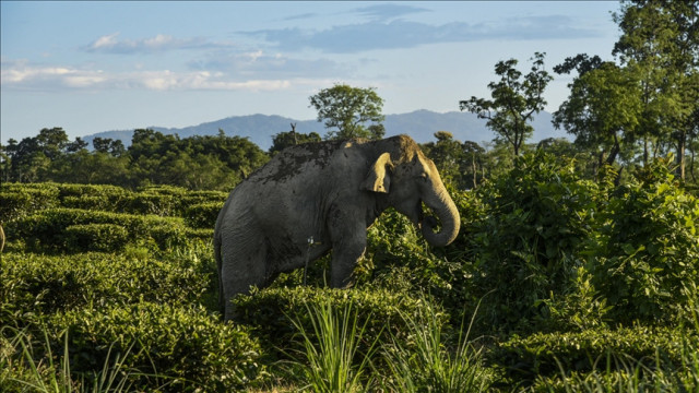 temple in indian state of kerala replaces elephant with robot for worship temple in indian state of kerala replaces elephant with robot for worship
