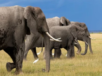 study shows elephants might call each other by their unique name study shows elephants might call each other by their unique name