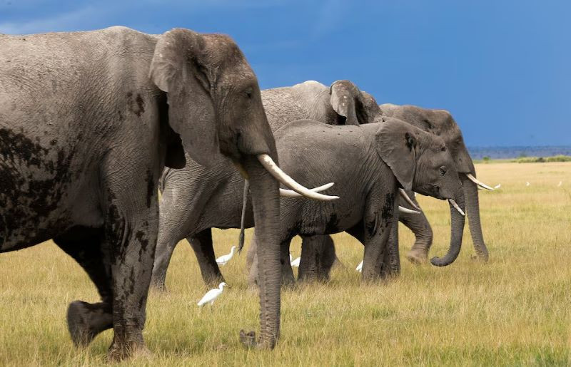 elephants walk at the amboseli national park in kajiado county kenya april 4 2024 photo reuters