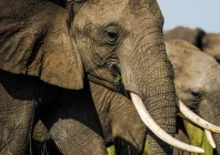 source anadolu agency