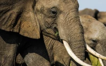 drones bring peace between farmers and elephants in kenya drones bring peace between farmers and elephants in kenya