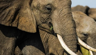 source anadolu agency