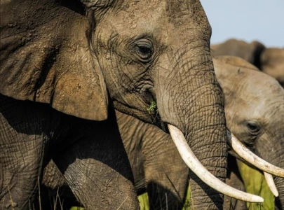 drones bring peace between farmers and elephants in kenya
