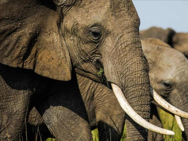 Drones bring peace between farmers and elephants in Kenya