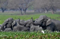 india is home to the majority of the world s remaining wild asian elephants like this herd bathing in assam photo afp
