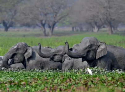 top india court orders new steps to protect threatened elephants top india court orders new steps to protect threatened elephants
