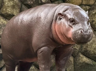 terminally ill thai boy s final wish to meet viral pygmy hippo moo deng fulfilled