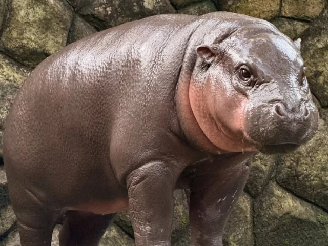 terminally ill thai boy s final wish to meet viral pygmy hippo moo deng fulfilled terminally ill thai boy s final wish to meet viral pygmy hippo moo deng fulfilled