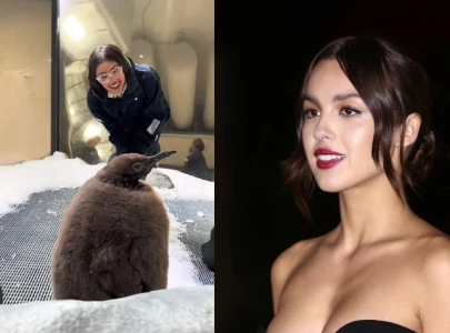olivia rodrigo meets baby penguin pesto at sea life melbourne and enjoys iconic australian treats