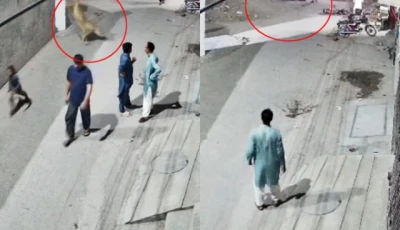 man held by wildlife authorities after illegal pet lion escapes in lahore