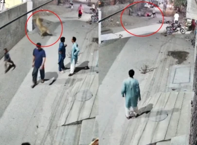 man held by wildlife authorities after illegal pet lion escapes in lahore man held by wildlife authorities after illegal pet lion escapes in lahore