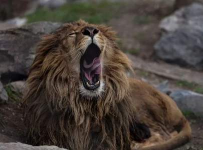 punjab to ban sale and begin sterilization of privately owned big cats punjab to ban sale and begin sterilization of privately owned big cats