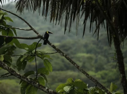 world environment day 2025 puts plastic crisis under global spotlight world environment day 2025 puts plastic crisis under global spotlight