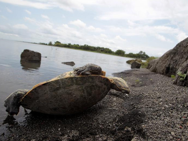 A dead tortoise is seen near the shores of Lake Xolotlan, also known as Lake Managua, which has an area of approximately 1000 sq km and has been receiving raw sewage from Managua's one million residents since 1920, in Managua June 5, 2012. REUTERS/Oswaldo Rivas