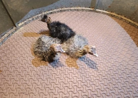 lahore safari zoo hatches ostrich chicks in first successful incubation