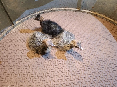 lahore safari zoo hatches ostrich chicks in first successful incubation lahore safari zoo hatches ostrich chicks in first successful incubation