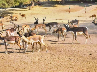 three rare blackbucks stolen from jhang wildlife park three rare blackbucks stolen from jhang wildlife park