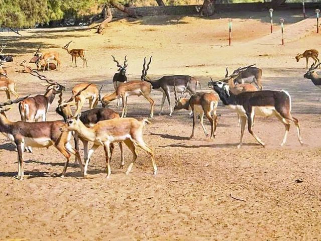 the minimum market value of a blackbuck is estimated at rs200 000 with the park housing seven animals photo file the minimum market value of a blackbuck is estimated at rs200 000 with the park housing seven animals photo file