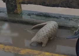 lahore man throws rare pangolin into rising floodwaters lahore man throws rare pangolin into rising floodwaters