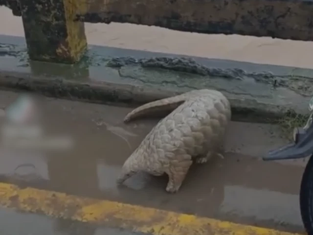 pangolin hurled into floodwaters pangolin hurled into floodwaters