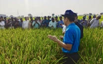 chinese honglian hybrid rice delivers impressive yields in pakistan