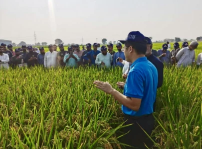 chinese honglian hybrid rice delivers impressive yields in pakistan chinese honglian hybrid rice delivers impressive yields in pakistan