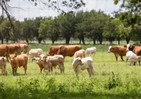 a herd of cattle graze a pasture a day after the u s department of agriculture confirmed that new world screwworm was detected in a texas calf near zavala county texas us photo reuters