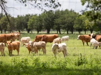 a herd of cattle graze a pasture a day after the u s department of agriculture confirmed that new world screwworm was detected in a texas calf near zavala county texas us photo reuters