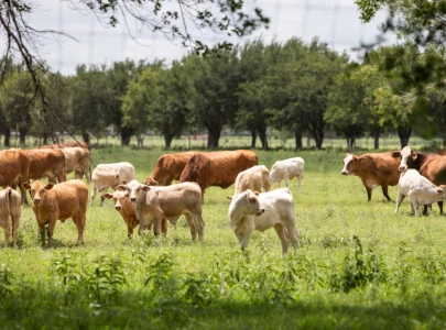 us races to contain flesh eating parasite screwworm reports no further cases