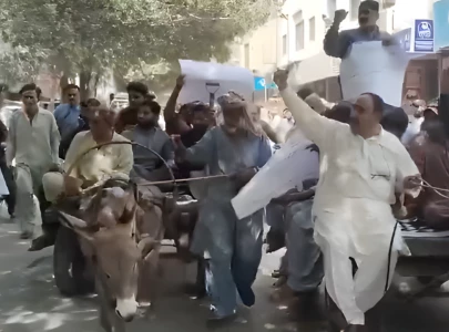 horse donkey carts lead karachi protest horse donkey carts lead karachi protest