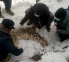 snow leopard in chitral dies of natural causes photo express