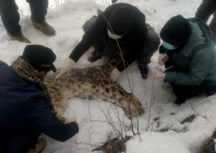 snow leopard in chitral dies of natural causes photo express