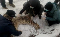 post mortem report shows rare snow leopard found dead in k p s chitral died of natural causes