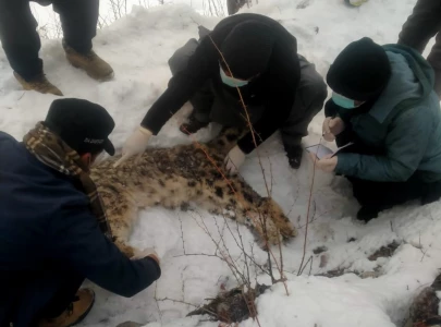 post mortem report shows rare snow leopard found dead in k p s chitral died of natural causes