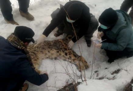 post mortem report shows rare snow leopard found dead in k p s chitral died of natural causes