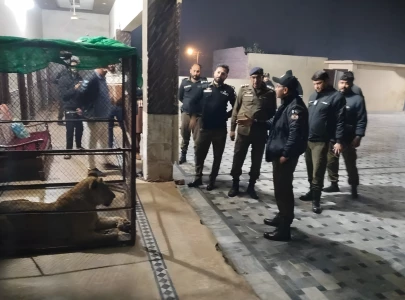 11 illegally kept lions recovered from lahore s nawan kot area