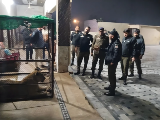 recovery of a total of 11 lions from from lahore s nawan kot area photo express recovery of a total of 11 lions from from lahore s nawan kot area photo express
