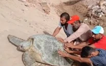 rescue mission green turtle gets helping hand on karachi beach