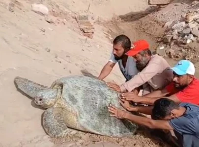 rescue mission green turtle gets helping hand on karachi beach rescue mission green turtle gets helping hand on karachi beach