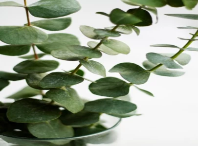 recognising eucalyptus as green gold recognising eucalyptus as green gold