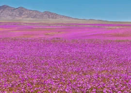 atacama desert transforms with rare purple bloom atacama desert transforms with rare purple bloom