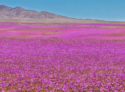 atacama desert transforms with rare purple bloom atacama desert transforms with rare purple bloom